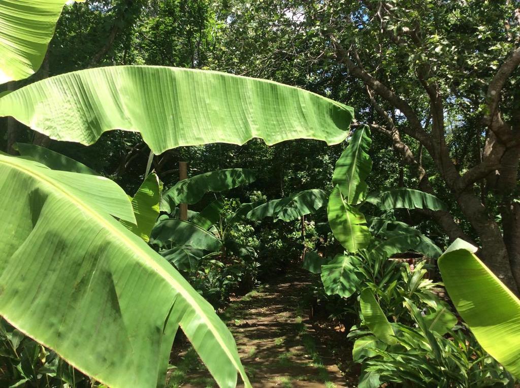 Dreamsea Surf Resort Nicaragua ซานฮวนเดลซูร์ ภายนอก รูปภาพ